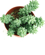 Shop Succulents Burro's Tail Hanging Succulent, Sedum Morganianum, Fully Rooted Live 4" Succulent Plant, Low Maintenance Indoor Plant, Trailing Succulents, Gift & Garden