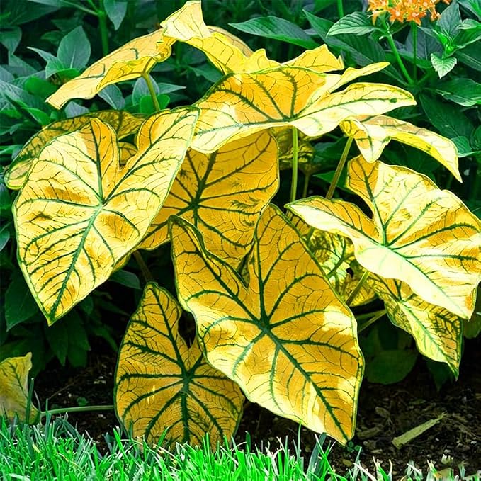 200Pcs Mix Caladium Seeds for Planting for Planting - Shade Loving, Heat Tolerant, Perfect for Containers & Indoor Decor