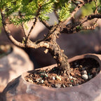 Brussel's Bonsai - Live Green Mound Juniper Bonsai Tree with Rock Pot and Bonsai Tray, Outdoor Bonsai Tree Live Plant, 5 Years Old, 6-10 Inches Tall, Easy Care Bonsai for Patio Garden (Medium)