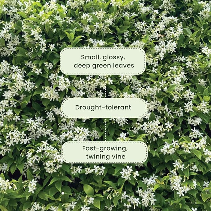 American Plant Exchange Live Confederate Jasmine – 6-Inch Pot – Fragrant Flowering Vine with Glossy Green Leaves, Easy Care Outdoor Plant for Patios, Trellises, Gardens & Landscape Décor