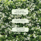 American Plant Exchange Live Confederate Jasmine – 6-Inch Pot – Fragrant Flowering Vine with Glossy Green Leaves, Easy Care Outdoor Plant for Patios, Trellises, Gardens & Landscape Décor