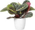 Thorsen's Greenhouse Red Prayer Plant, Live Indoor Plant, Pet Friendly, Popular Houseplant, Red Maranta, Easy to Grow, 4" Diameter Pot (White)