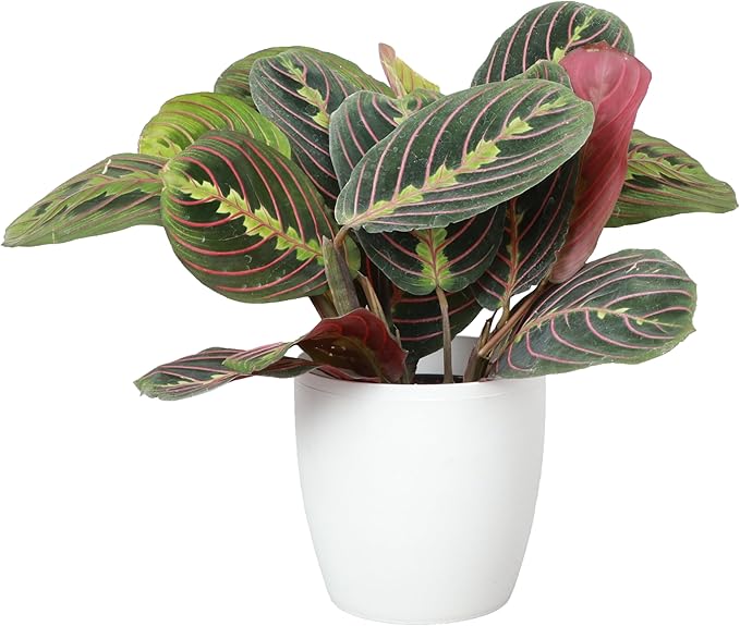 Thorsen's Greenhouse Red Prayer Plant, Live Indoor Plant, Pet Friendly, Popular Houseplant, Red Maranta, Easy to Grow, 4" Diameter Pot (White)