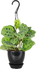 Thorsen's Greenhouse Green Prayer Plant, Live Indoor Plant, Pet Friendly, Uncommon Houseplant, Green Maranta, Easy to Grow, 4" Diameter Pot (Black - Hanging)