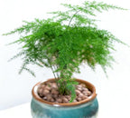 25+ Asparagus Plumosus Nanus Seeds for Planting, Heirloom Asparagus Fern Seeds, Dwarf Lace Fern Seeds, Delicate Foliage Houseplant, Air Purifying Indoor Plant, Perfect for Office Desk & Home Decor