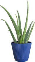 Thorsen's Greenhouse Aloe Vera, Live Indoor Plant, Aloe barbadensis, Easy to Grow, Succulent, Natural Air Purifier, 6" Diameter Pot (Navy)