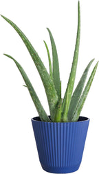 Thorsen's Greenhouse Aloe Vera, Live Indoor Plant, Aloe barbadensis, Easy to Grow, Succulent, Natural Air Purifier, 6" Diameter Pot (Navy)