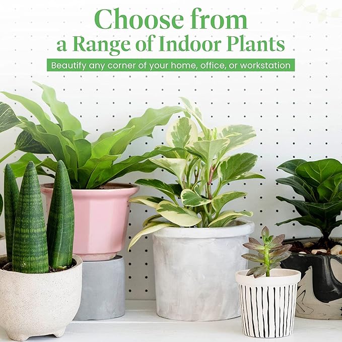 American Plant Exchange Alocasia Elephant Ear – 10-Inch Pot – Live Easy Care Tropical Houseplant, Bold Foliage Indoor or Patio Plant for Home, Office, Garden & Jungle-Inspired Décor