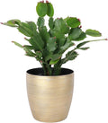 Thorsen's Greenhouse Holiday Cactus, Christmas Cactus, Live Indoor Plant, Pet Safe, 4" Diameter Pot, Classic Pot Cover (Gold)