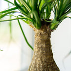 Perfect Plants Ponytail Palm 6in. in Midnight Blue Décor Pot | Beaucarnea Recurvata | 10in Tall | Easy Care Houseplant | Perfect for Bright Light Conditions | Air Purifying