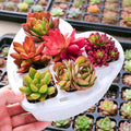 Sprout N Green 6 Live Succulents in Heart Shaped Planter, Assorted Lovely Plants for Mother's Day Valentine's Day Anniversary Housewarming, Romantic Birthday Gift for Your Lover Girlfriend Wife