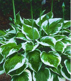 Vulcan Hosta - Shade Plant 24" Tall