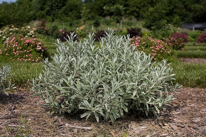Live plant from Green Promise Farms Salix Candida Iceberg Alley (Sageleaf Willow) Shrub, 2-Size Container, Silvery Foliage