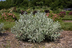 Live plant from Green Promise Farms Salix Candida Iceberg Alley (Sageleaf Willow) Shrub, 2-Size Container, Silvery Foliage