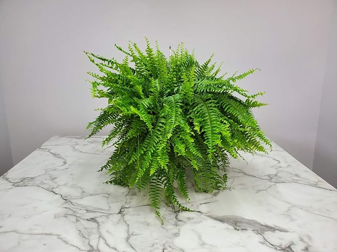 Live Boston Fern Hanging Basket Plant (10" Hanging Basket) - Overall Spread 25" to 30" - Tropical Plants of Florida
