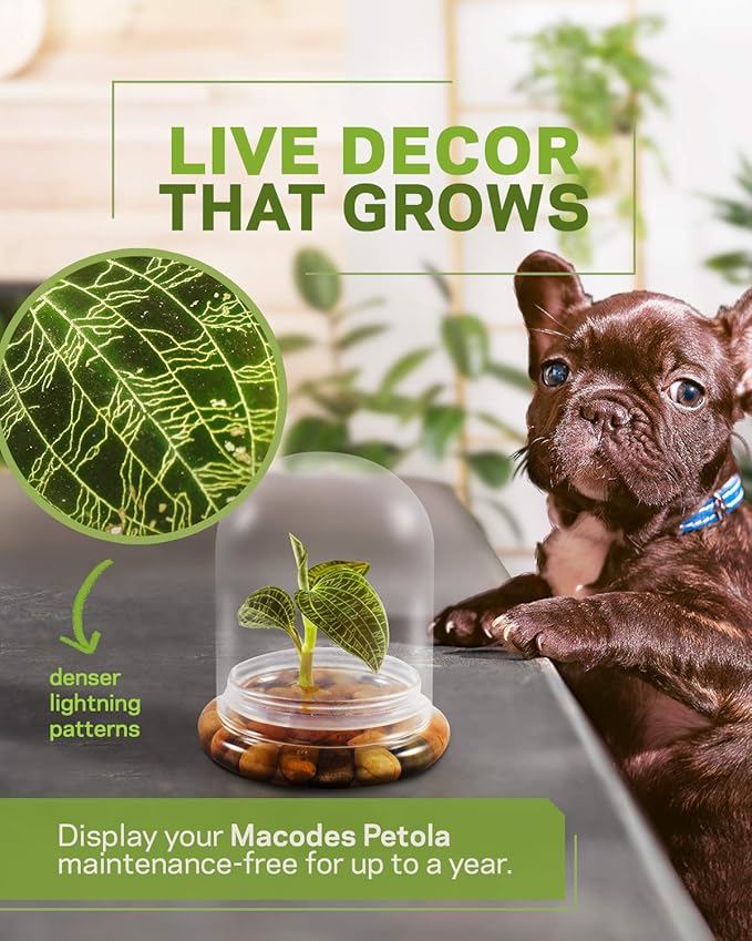Bloomify Jewel Orchid [Macodes sanderiana/petola] Live Orchid in Self-Sustaining Ecosystem, 100% Maintenance Free Healthy Terrarium Plants Guarantee, Office and Home Decor (M. petola Without Moss)