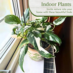 Philodendron Plant Live Exclusive Collection (4-Pack) – Rare Birkin, Gloriosum, Pink Princess & White Wizard in 2" Pot; Easy Care Indoor Plants Live Houseplants Decor for Home/Office/Garden