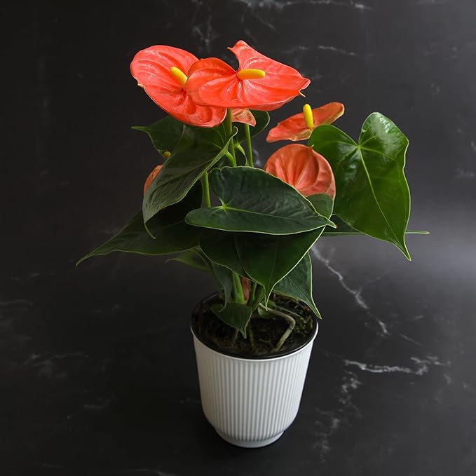 Orange Anthurium Live Plant Decor (Approx. 11-14" Tall), Real Flowers/House Plants in 4" White Pot, Floral Air Purifying Houseplants, Cool & Unique Gifts by Plants for Pets