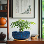Eightpot Bonsai Pots 8 Inch - Ceramic Succulent Pots for Indoor Plants, Shallow Round Planters with Drainage Hole and Saucer, Boho Bonsai Bowl, Home Decor, Blue