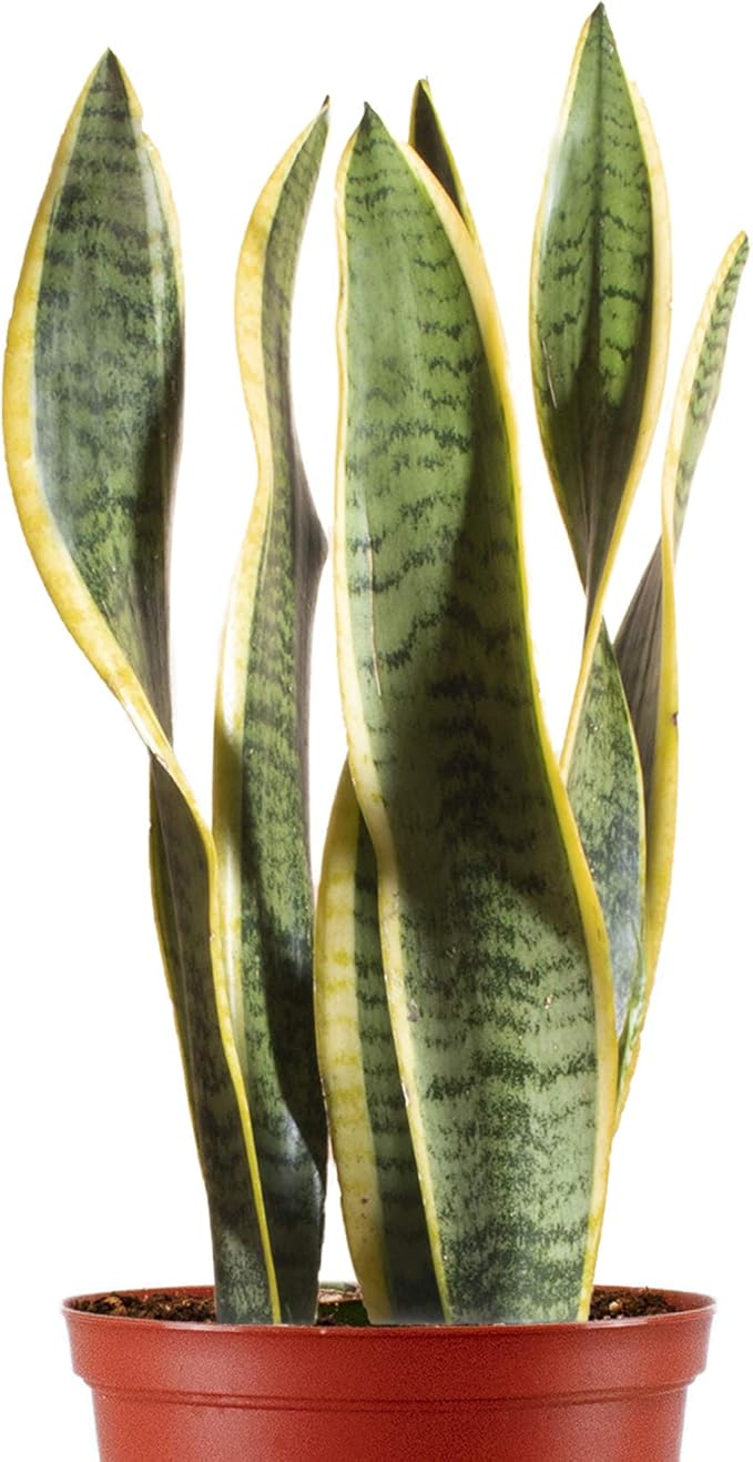 Leaf & Linen 4" Grow Pot, Live Indoor/Outdoor-Air Houseplant and Office Décor | Low Light Collection, 4 INCH, Snake Plant-Sanseveria Laurentii