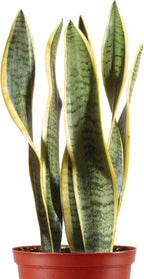 Leaf & Linen 4" Grow Pot, Live Indoor/Outdoor-Air Houseplant and Office Décor | Low Light Collection, 4 INCH, Snake Plant-Sanseveria Laurentii