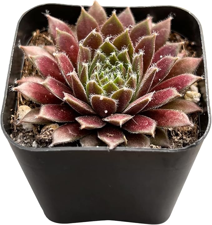 Sprout N Green Purple Succulents Collection, 3 Live Succulent Plant Fully Rooted in 2 inch Starter Pot, Home Office Indoor Outdoor Wedding Decoration DIY Projects Party Favor