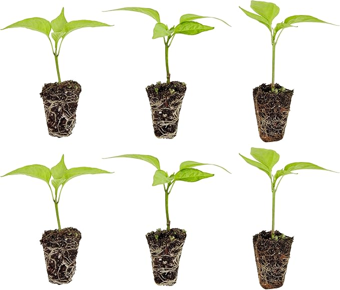 Bonnie Plants Green Bell Pepper Plugs, Live Plants, Ideal for Raised Beds and In-Ground Gardens, Sweet Bell Pepper Good for Fresh Eating, Cooking, Stuffing, and Grilling, 3 Cubic in., 6-Pack