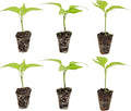 Bonnie Plants Green Bell Pepper Plugs, Live Plants, Ideal for Raised Beds and In-Ground Gardens, Sweet Bell Pepper Good for Fresh Eating, Cooking, Stuffing, and Grilling, 3 Cubic in., 6-Pack