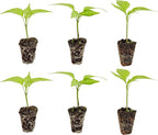 Bonnie Plants Green Bell Pepper Plugs, Live Plants, Ideal for Raised Beds and In-Ground Gardens, Sweet Bell Pepper Good for Fresh Eating, Cooking, Stuffing, and Grilling, 3 Cubic in., 6-Pack