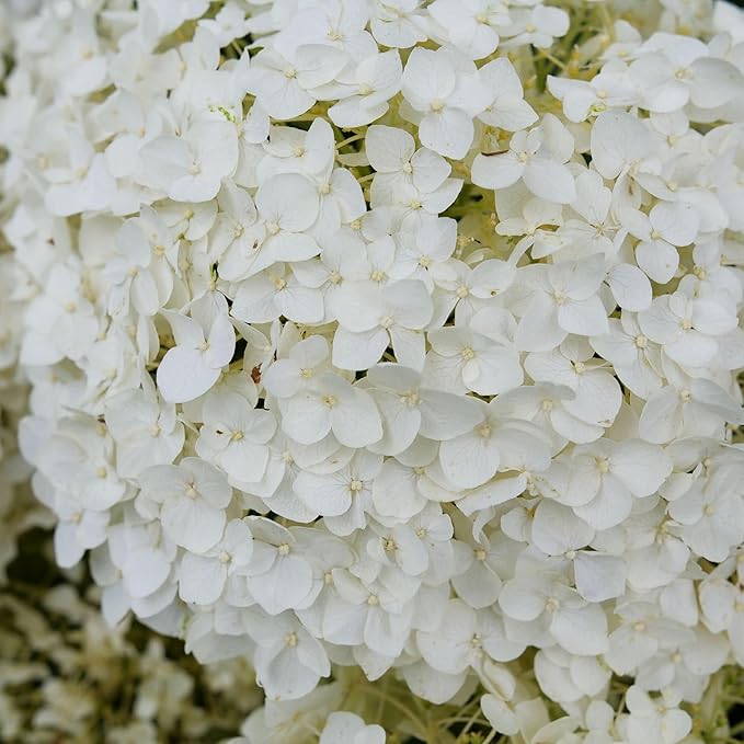 Proven Winners Invincibelle Wee White 2.0 Smooth Hydrangea (arborescens) Live Plant, 4.5" Qt