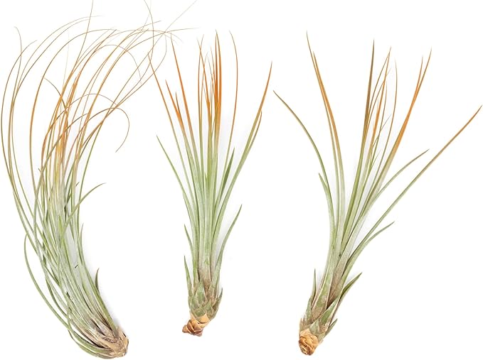 Tangerine Colorful Tillandsia Air Plants - Long Lasting Color Enhanced Live Tillandsia Succulent House Plants - Home and Garden Decor - Easy Care Indoor/Outdoor Plants (Juncea, Pack of 3)