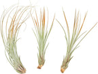 Tangerine Colorful Tillandsia Air Plants - Long Lasting Color Enhanced Live Tillandsia Succulent House Plants - Home and Garden Decor - Easy Care Indoor/Outdoor Plants (Juncea, Pack of 3)