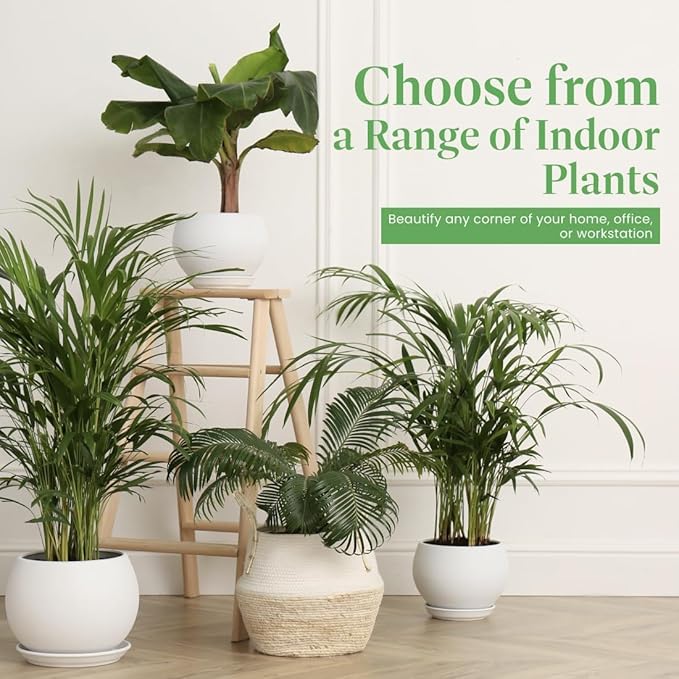 American Plant Exchange Areca Palm – Live 4-Inch 3-Pack, Easy-Care Tropical Houseplants with Lush Green Fronds, Air-Purifying Indoor Plants for Home, Office, Apartments & Small Space Décor