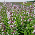 RedCrocus Whispurr Pink' Catmint Nepeta x faassenii, Bushy Perennial for Borders & Containers, Attracts Pollinators, Pet Safe, Drought Tolerant, Easy Care, 12 2 Gallon