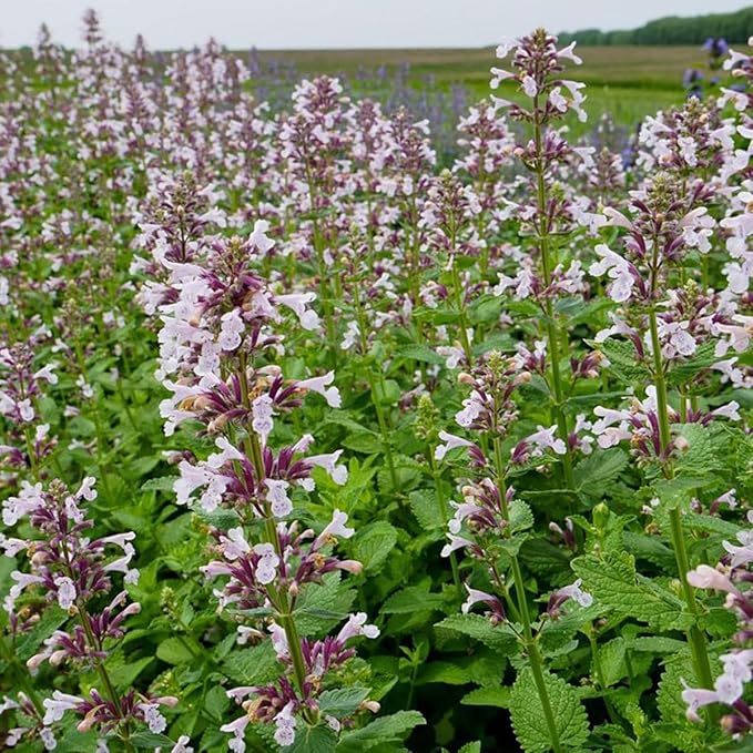 RedCrocus Whispurr Pink' Catmint Nepeta x faassenii, Bushy Perennial for Borders & Containers, Attracts Pollinators, Pet Safe, Drought Tolerant, Easy Care, 12 2 Gallon