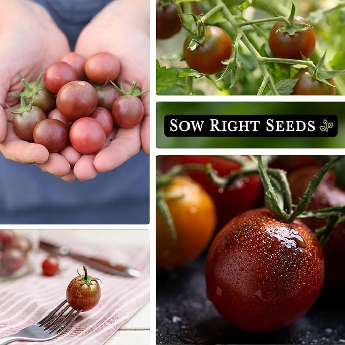 Sow Right Seeds - Black Cherry Tomato Seeds for Planting - Non-GMO Heirloom Packet with Instructions to Plant a Home Vegetable Garden - Tasty Snacking Variety, Start Indoors - Indeterminate (4)