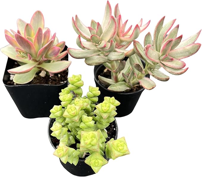 Sprout N Green Crassula Succulent Collection, 3 Live Succulent Plant Fully Rooted in 2in Starter Pot, Home Office Indoor Outdoor Wedding Decoration DIY Projects Party Favor, Must Keep Away from Pets