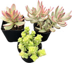 Sprout N Green Crassula Succulent Collection, 3 Live Succulent Plant Fully Rooted in 2in Starter Pot, Home Office Indoor Outdoor Wedding Decoration DIY Projects Party Favor, Must Keep Away from Pets