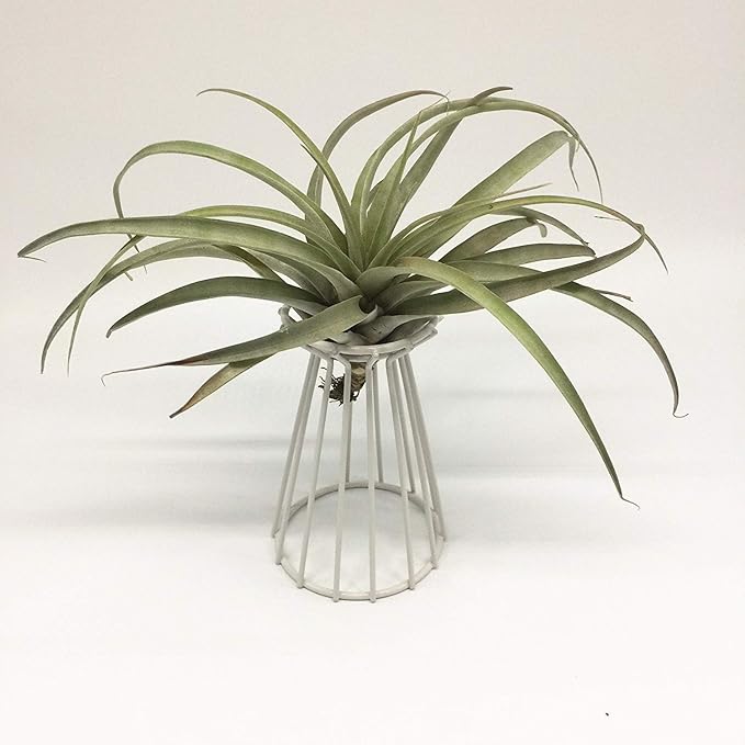 Air Plant Tillandsia Base Large Holder Metal Indoor Tabletop Big Streptophylla Air Plant Stands Tillandsia Plant Racks Large Xerographica (White)
