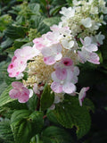 Live Plant from Green Promise Farms - Little Quick Fire Panicle Hydrangea #2 Gallon Size Container White Flowers