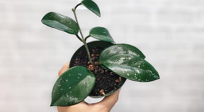 Hoya Verticillata 'Acuta' Live Rare Exotic Tropical Indoor Houseplants in 4 Inch Pot, Ideal Live Indoor Plants for Home or Office Decoration, Housewarming Gift by 3exoticgreen