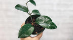 Hoya Verticillata 'Acuta' Live Rare Exotic Tropical Indoor Houseplants in 4 Inch Pot, Ideal Live Indoor Plants for Home or Office Decoration, Housewarming Gift by 3exoticgreen