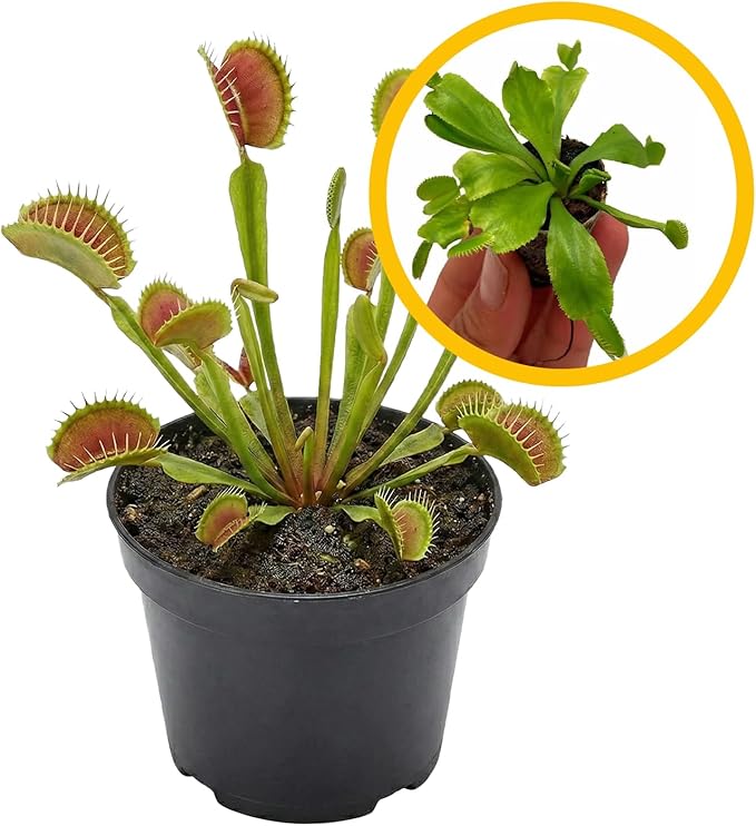 ragnaroc Dionaea Muscipula 2-4" (Venus Fly Trap) 4ct – Live Plant for Indoor Outdoor Use, Carnivorous Plants – Live Arrival Guaranteed