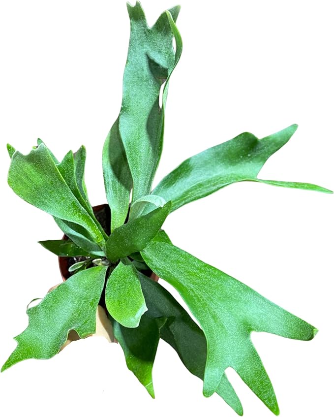 PLANTVERS Live Fern Plant in a 4" Nursey Pot | Low Maintenance Indoor Houseplant | Tropical Air Purifying Green Foliage for Home & Office Decor | Easy-Care Indoor Plant (Staghorn Fern)