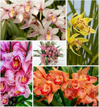 Cymbidium Flower Seeds for Planting Orchid, 100+ Mixed Color Cymbidium Seed, Perennial Plants, Non-GMO Heirloom Orchid Flowers Seeds for Home Decoration Garden Outdoor