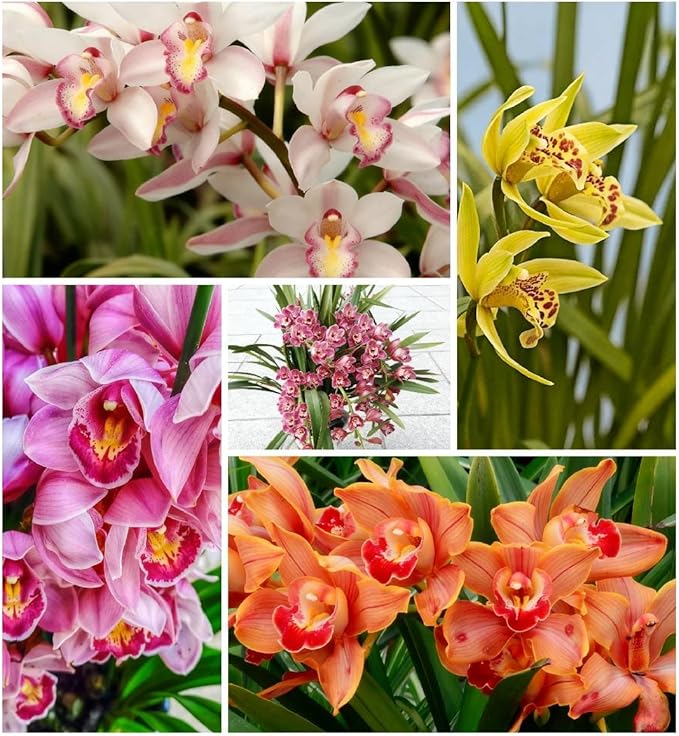 Cymbidium Flower Seeds for Planting Orchid, 100+ Mixed Color Cymbidium Seed, Perennial Plants, Non-GMO Heirloom Orchid Flowers Seeds for Home Decoration Garden Outdoor