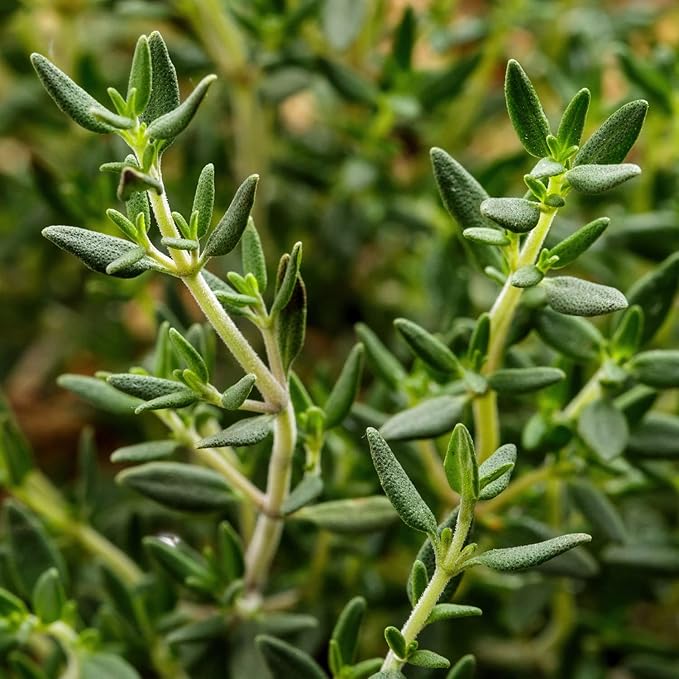 Bonnie Plants English Thyme 19.3 oz. 4-pack