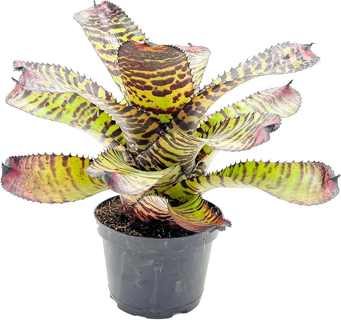 ragnaroc Live Plants – Bromeliad Neoregelia Dragon, 8-12" in 6" Pot - 1ct - Live Arrival Guaranteed - House Plants for Home Decor & Gift