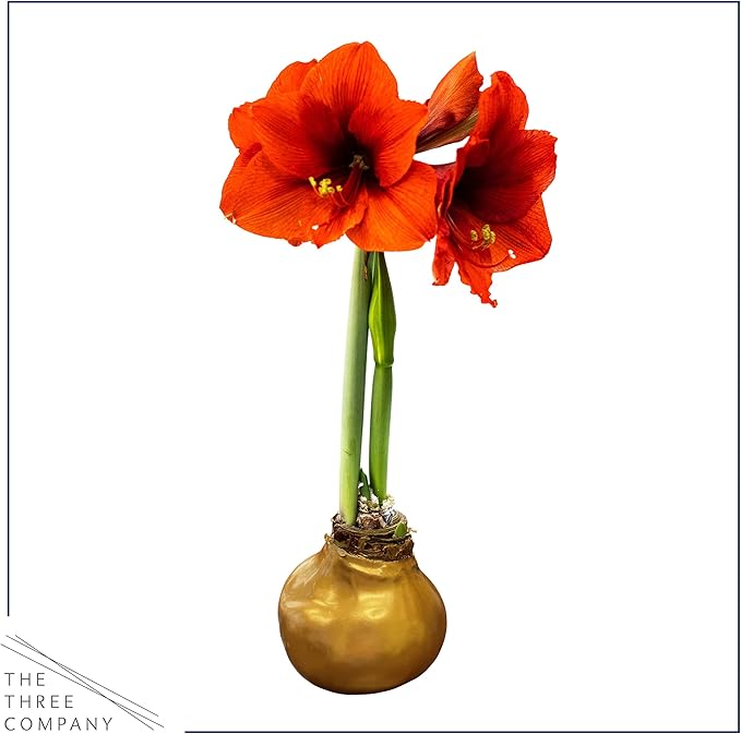 Waxed Amaryllis Bulb – Gold Wax with Red Blooms – Live Holiday Gift Plant, Easy Care, No Watering Needed