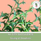 String of Dolphins Plant – Live 6” Hanging Basket Dolphin Succulent - Easy-Care Rare Air-Purifying Houseplant for Home, Office, Wedding Decor or Birthday Gift (Heat Pack Included)